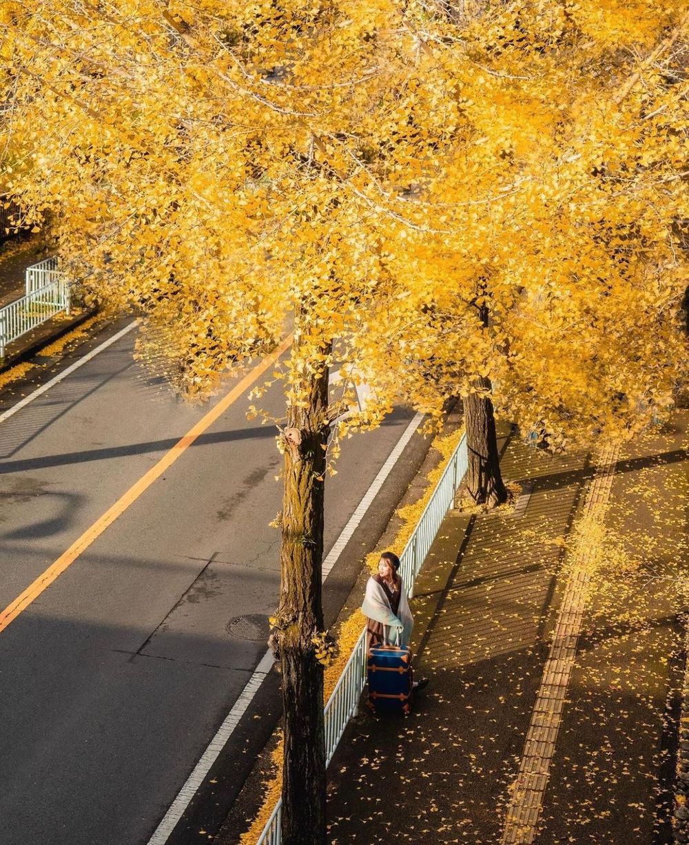 Khám phá vẻ đẹp mộng mơ của mùa thu Nhật Bản 33