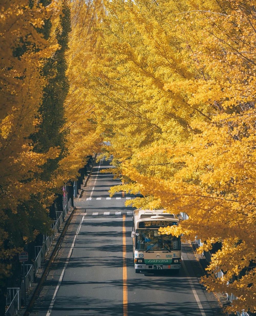 Khám phá vẻ đẹp mộng mơ của mùa thu Nhật Bản 34