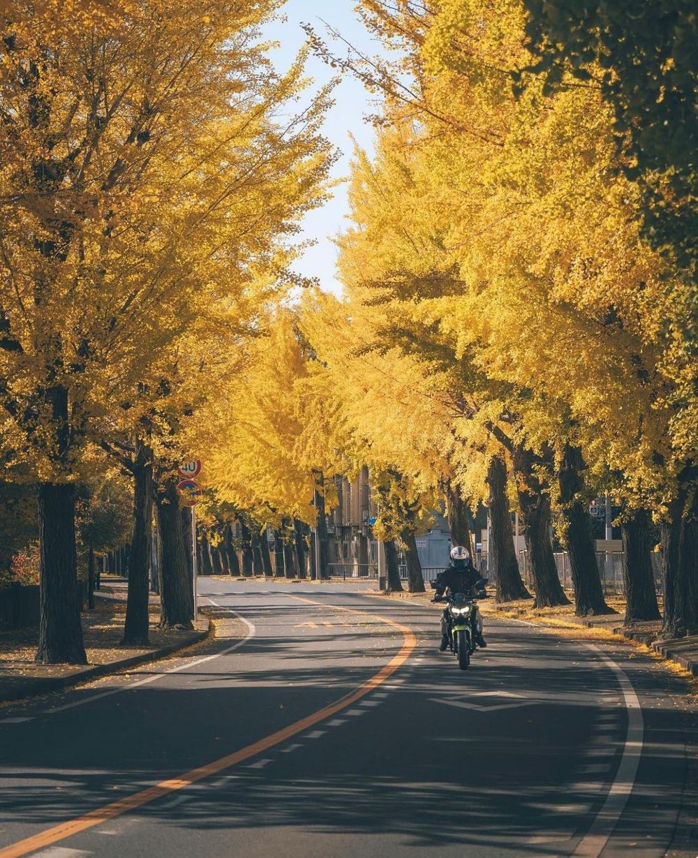 Khám phá vẻ đẹp mộng mơ của mùa thu Nhật Bản 35