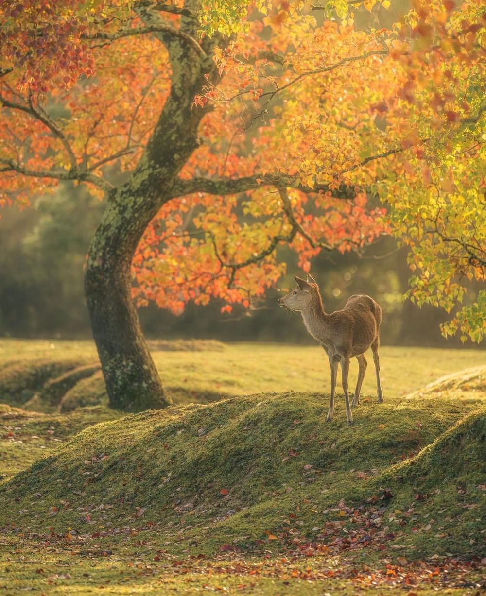 Khám phá vẻ đẹp mộng mơ của mùa thu Nhật Bản 37