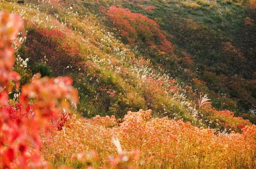 Khám phá vẻ đẹp mộng mơ của mùa thu Nhật Bản 38