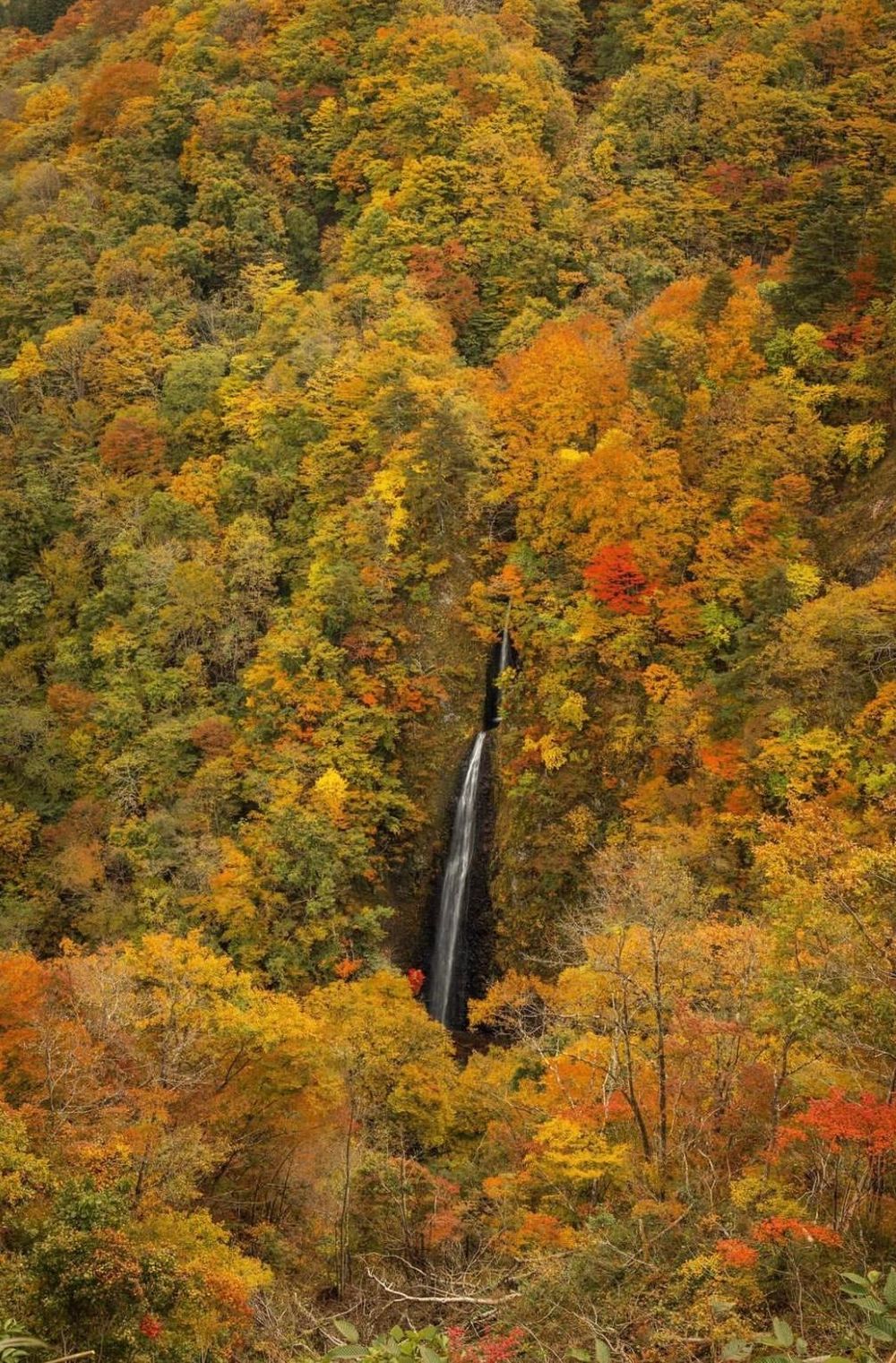 Khám phá vẻ đẹp mộng mơ của mùa thu Nhật Bản 40