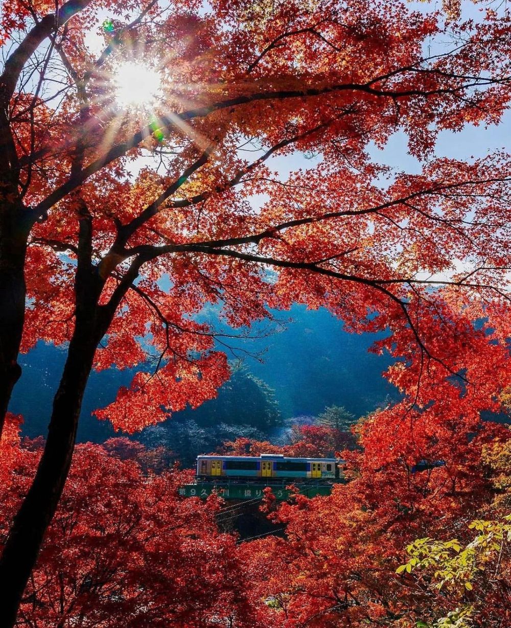 Khám phá vẻ đẹp mộng mơ của mùa thu Nhật Bản 49