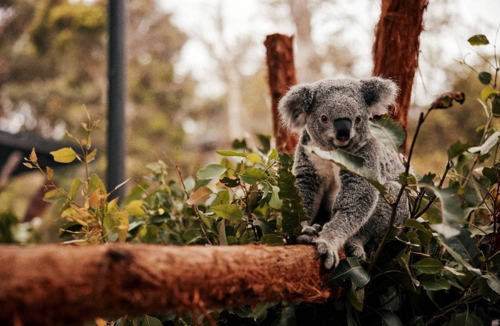 Kinh nghiệm du lịch an toàn khi tới Sydney Australia 5