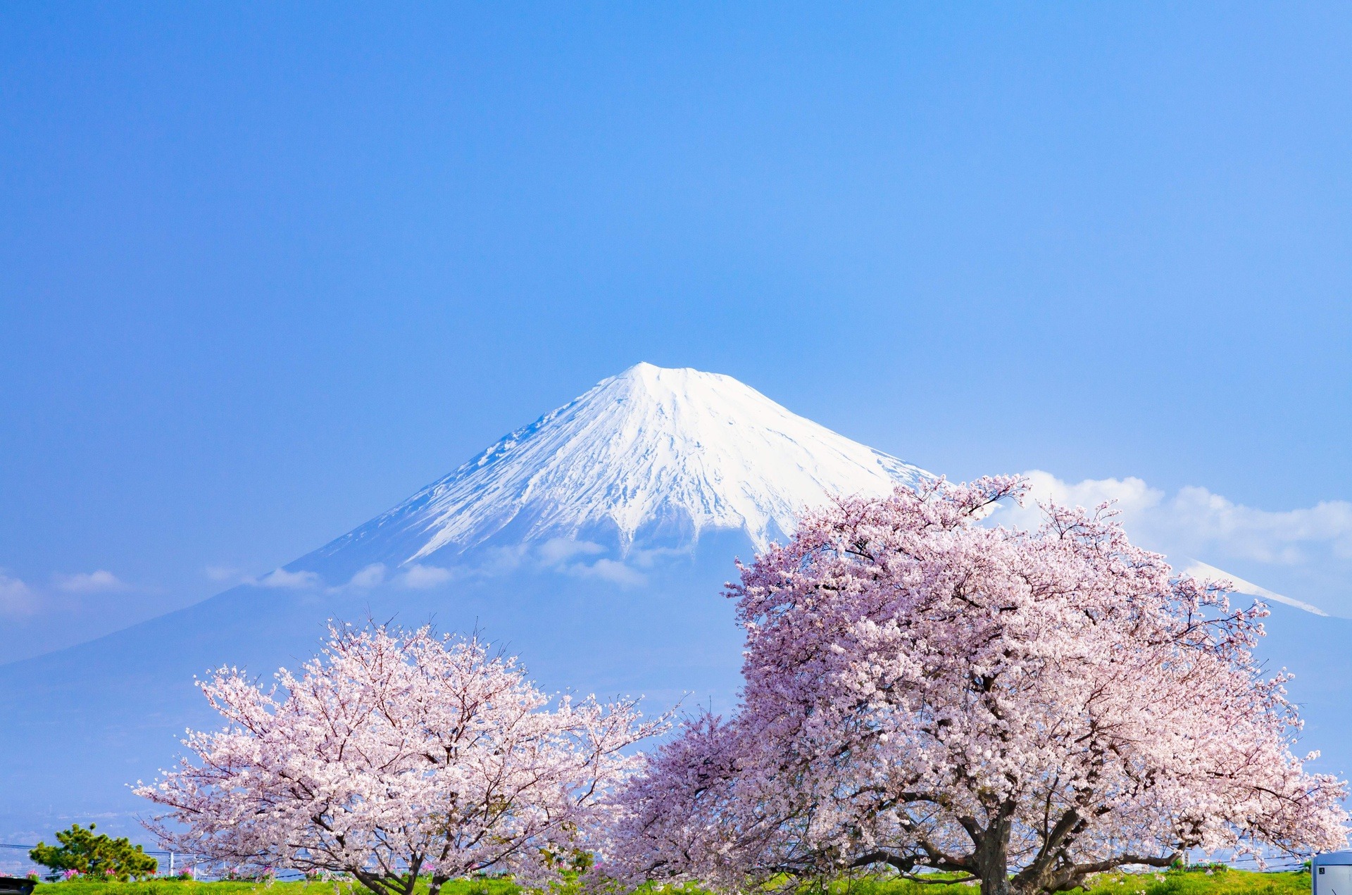 Lạc lối giữa mùa Hoa Anh Đào khắp châu Á - Ảnh 2