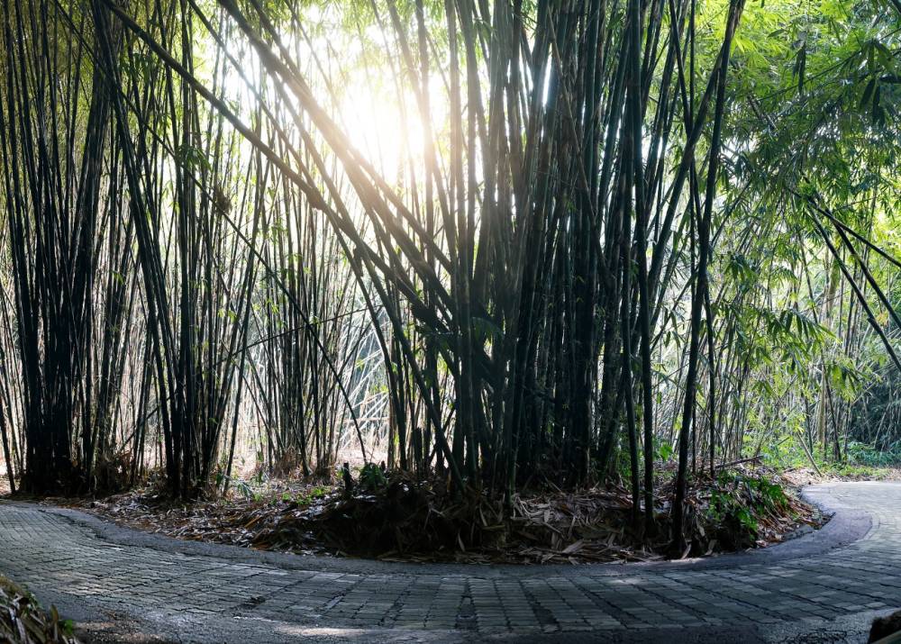 Làng cổ Penglipuran Bali ảnh 5