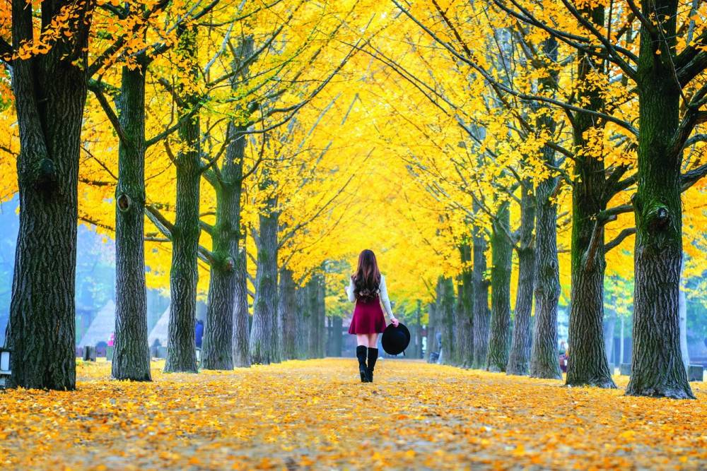 Lịch ngắm mùa thu lá vàng Hàn Quốc 2023 ảnh 2