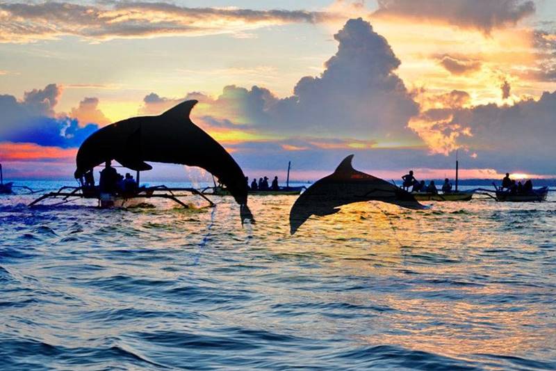 Săn cá heo tại Lovina Beach Bali