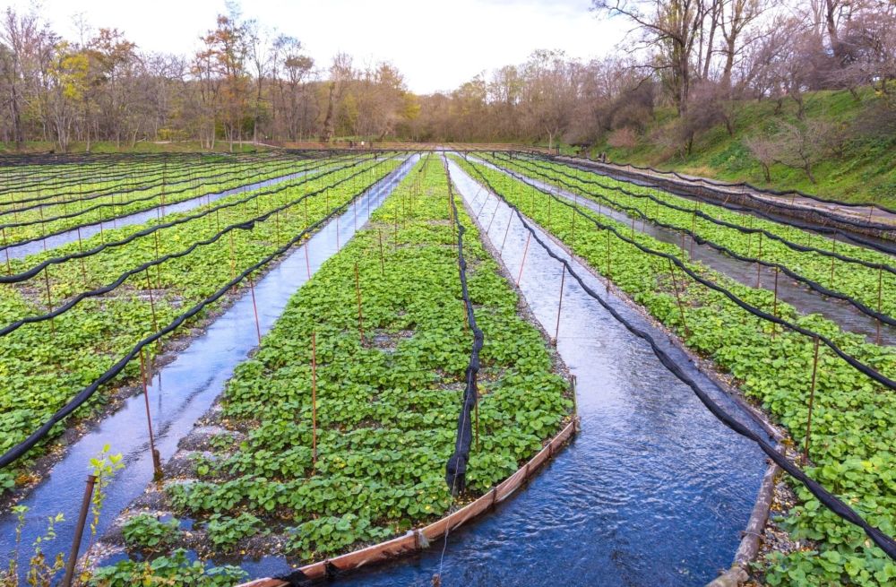 Lý do nhiều thực phẩm Nhật có giá hàng nghìn USD 1