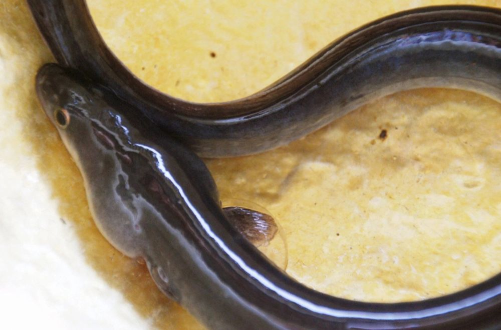 Lý do nhiều thực phẩm Nhật có giá hàng nghìn USD 2