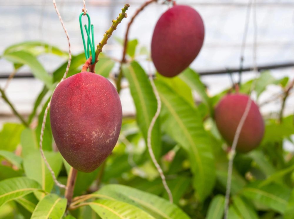 Lý do nhiều thực phẩm Nhật có giá hàng nghìn USD 3