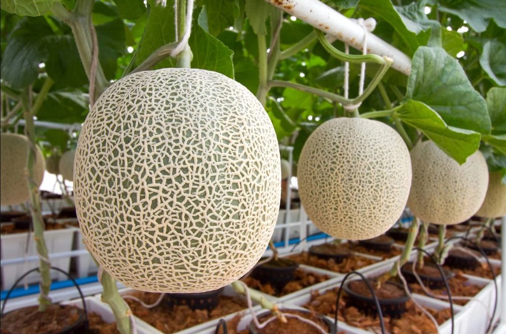 Lý do nhiều thực phẩm Nhật có giá hàng nghìn USD 6