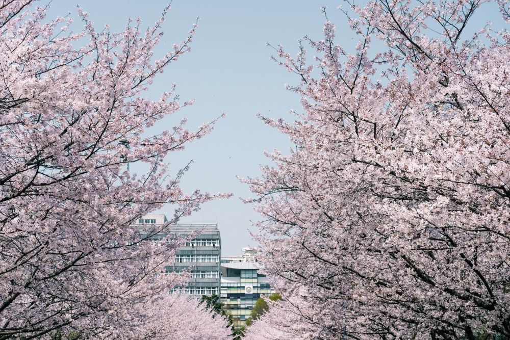 Mùa xuân Thượng Hải có gì khiến lữ khách say lòng - Ảnh 1
