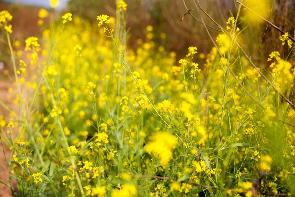 Mùa xuân Thượng Hải có gì khiến lữ khách say lòng - Ảnh 4