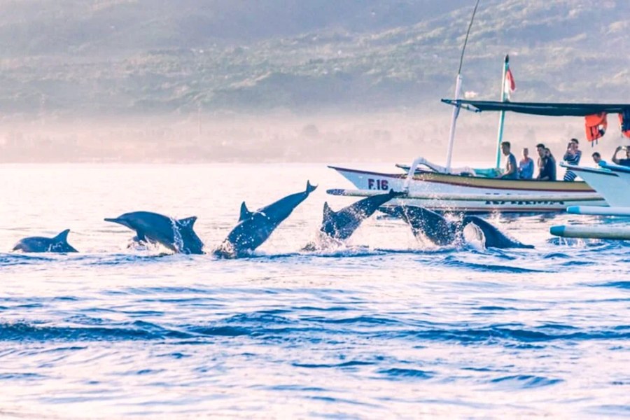 Ngắm cá heo tại Lovina Beach Bali cùng Golden Tour