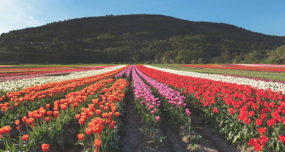 Ngắm hoa xuân nở rộ trên khắp thế giới 1