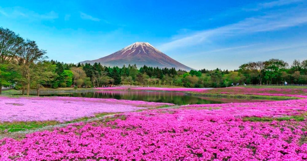 Ngắm hoa xuân nở rộ trên khắp thế giới 3