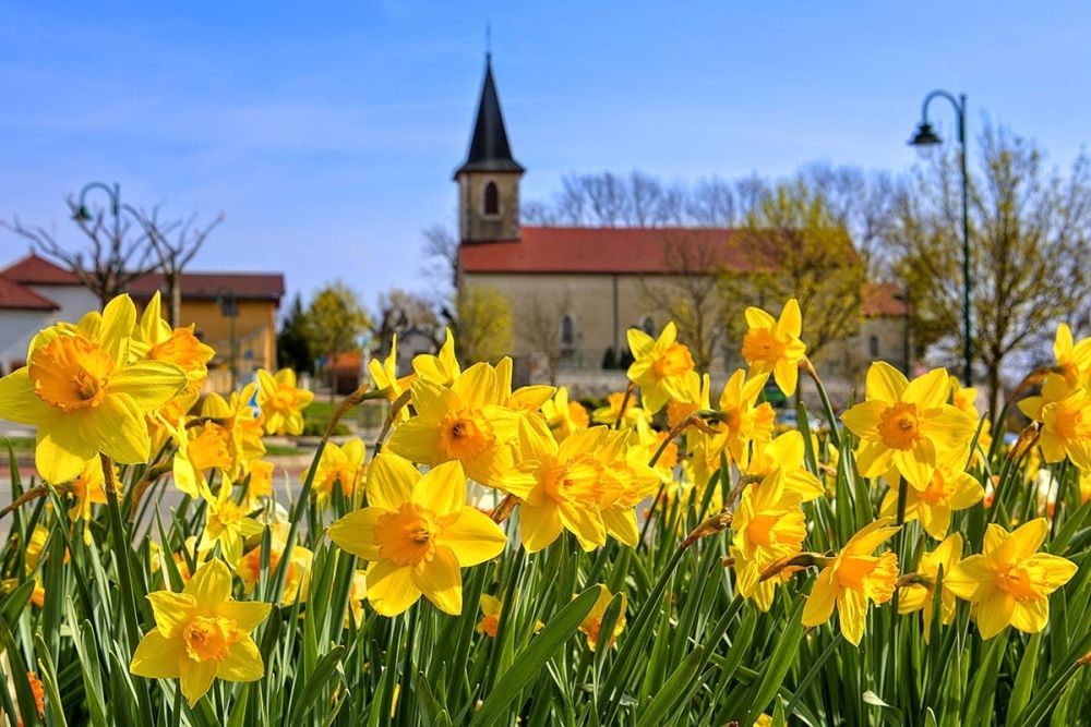 Ngắm hoa xuân nở rộ trên khắp thế giới 6