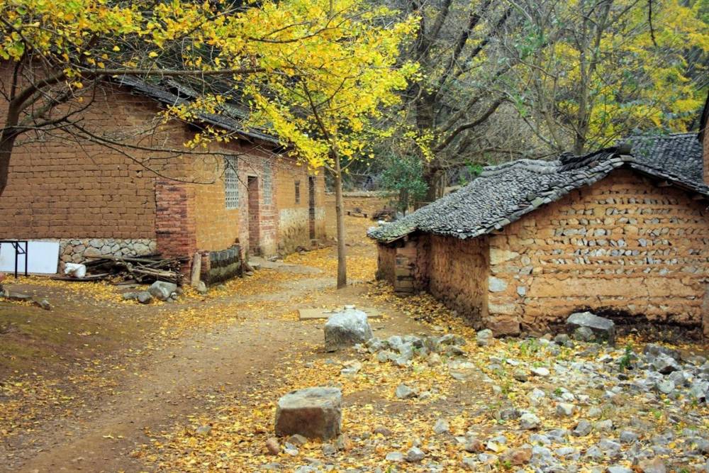 Mùa thu nhuộm vàng cây, lá ở Trung Quốc ảnh 12