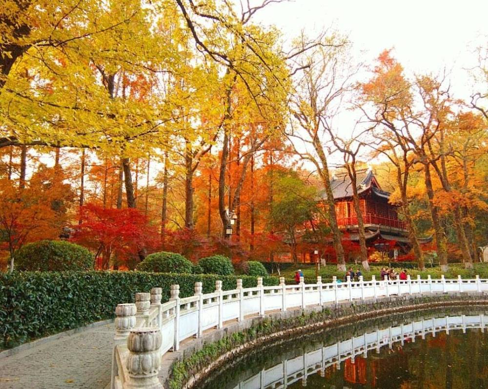 Mùa thu nhuộm vàng cây, lá ở Trung Quốc ảnh 14