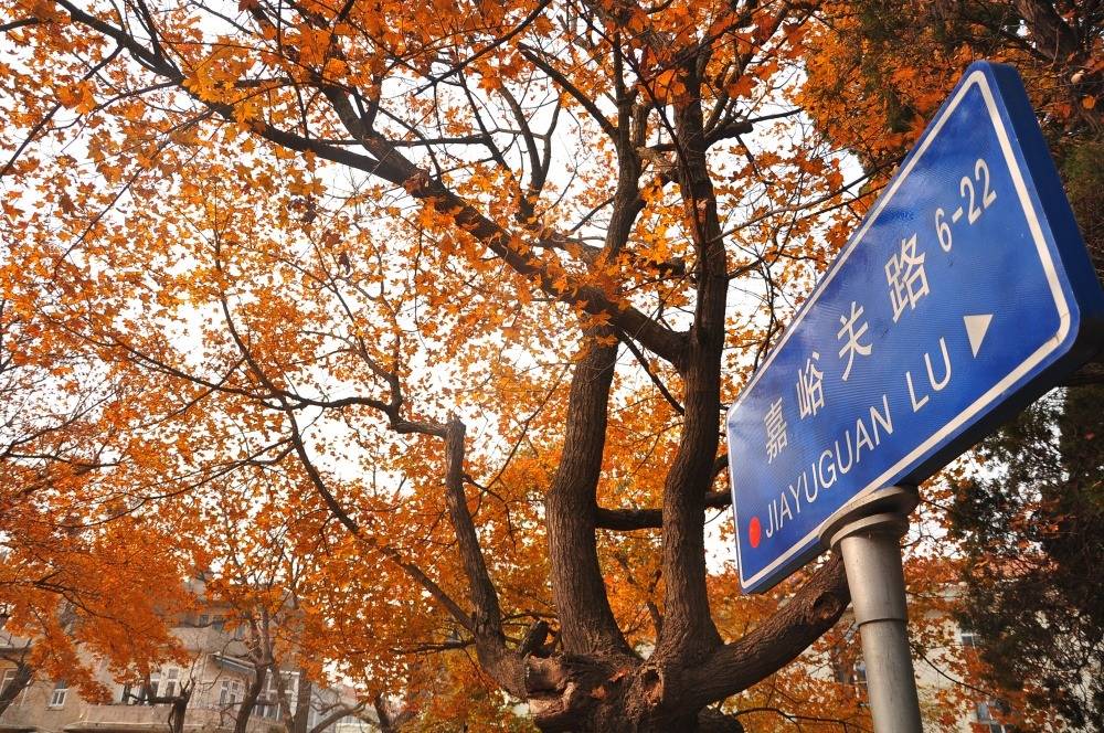 Mùa thu nhuộm vàng cây, lá ở Trung Quốc ảnh 2