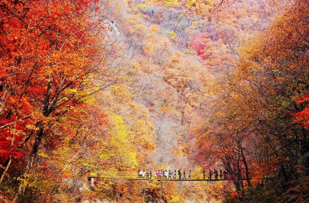 Mùa thu nhuộm vàng cây, lá ở Trung Quốc ảnh 4