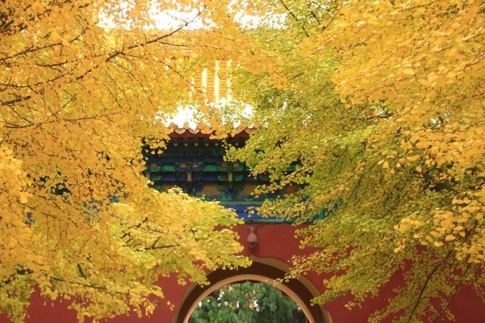 Mùa thu nhuộm vàng cây, lá ở Trung Quốc ảnh 5