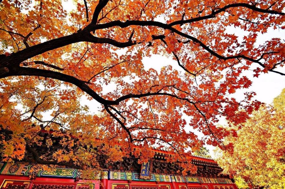 Mùa thu nhuộm vàng cây, lá ở Trung Quốc ảnh 7