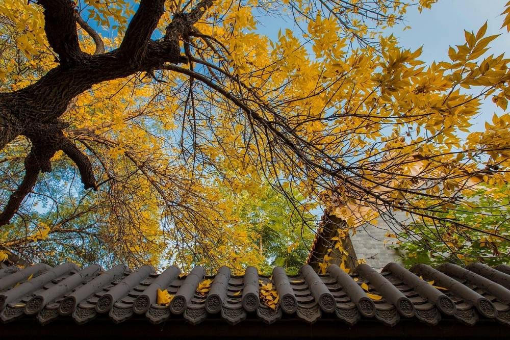 Mùa thu nhuộm vàng cây, lá ở Trung Quốc ảnh 8