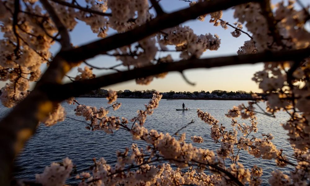 Những cây anh đào ra hoa lần cuối ở thủ đô nước Mỹ - Ảnh 1