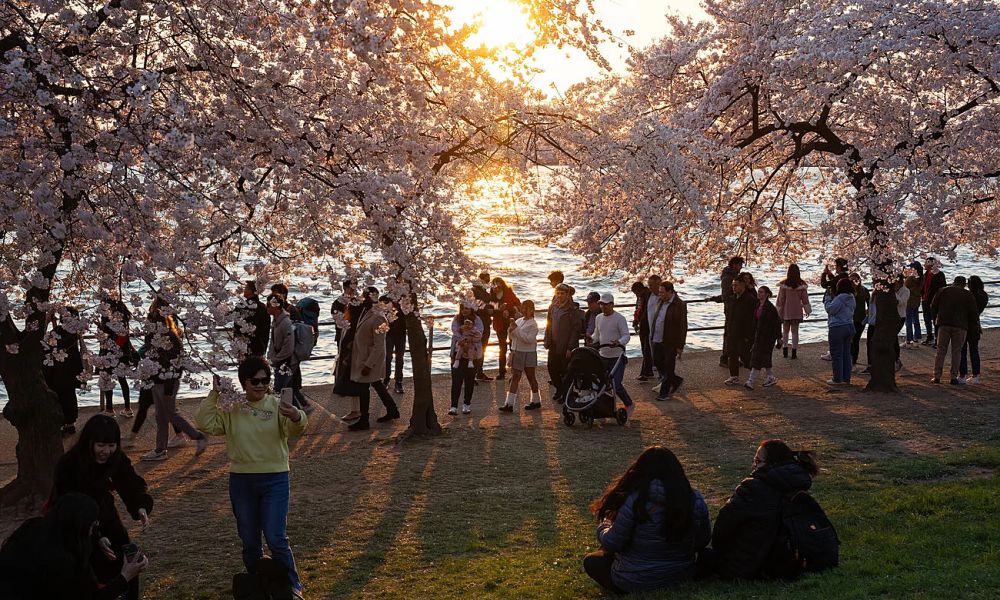 Những cây anh đào ra hoa lần cuối ở thủ đô nước Mỹ - Ảnh 2