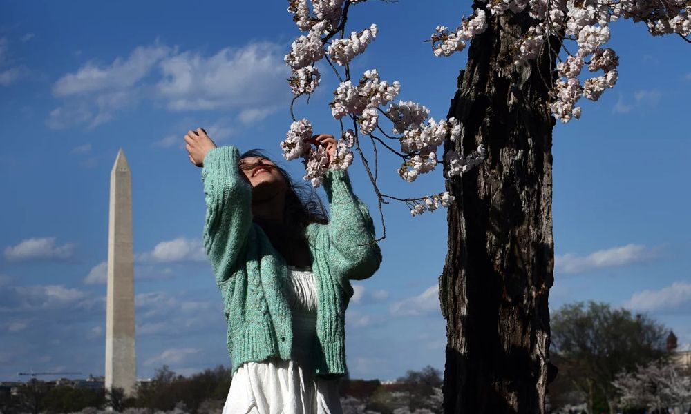 Những cây anh đào ra hoa lần cuối ở thủ đô nước Mỹ - Ảnh 3