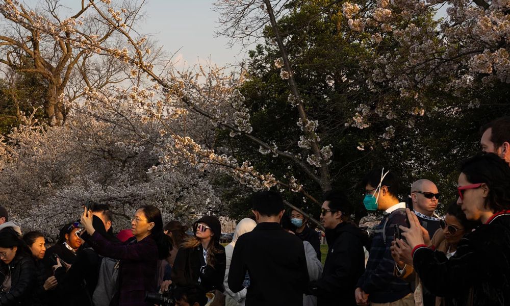 Những cây anh đào ra hoa lần cuối ở thủ đô nước Mỹ - Ảnh 5