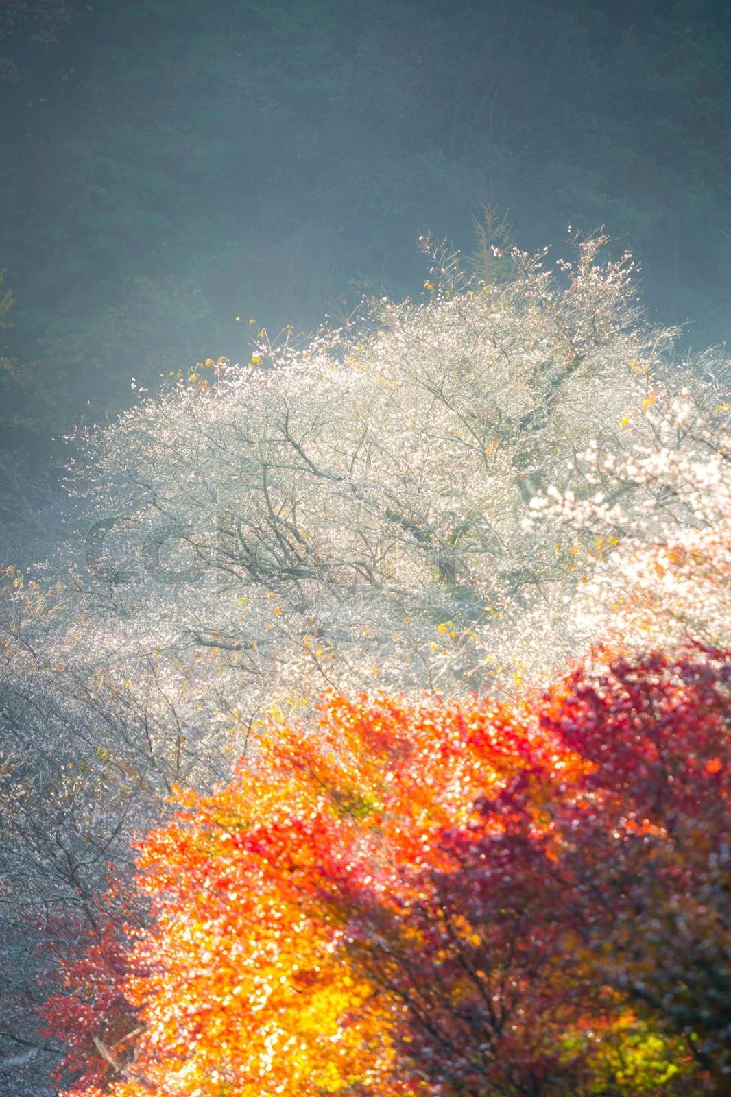 Nơi duy nhất anh đào nở trái mùa ở Nhật Bản 5