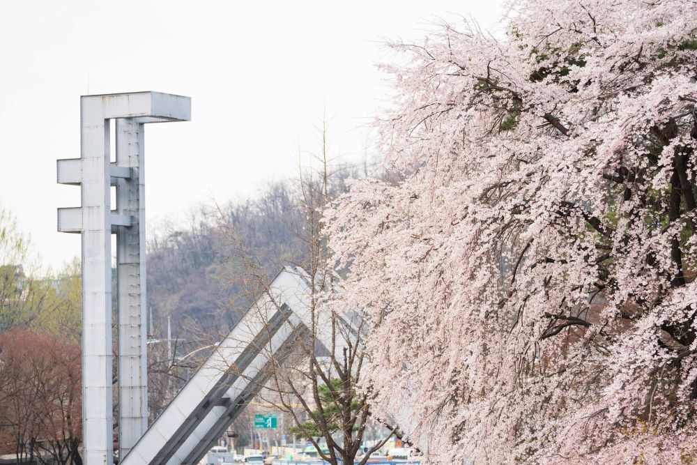 Sắc hoa anh đào nở rộ ở khắp các trường đại học - Ảnh 1