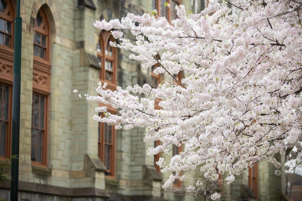 Sắc hoa anh đào nở rộ ở khắp các trường đại học - Ảnh 7