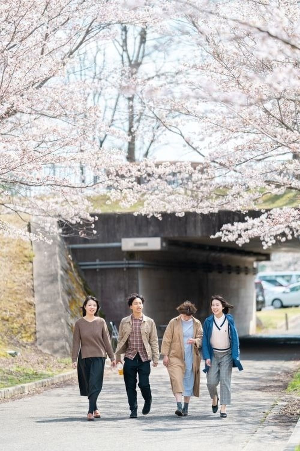 Sắc hoa anh đào nở rộ ở khắp các trường đại học - Ảnh 9