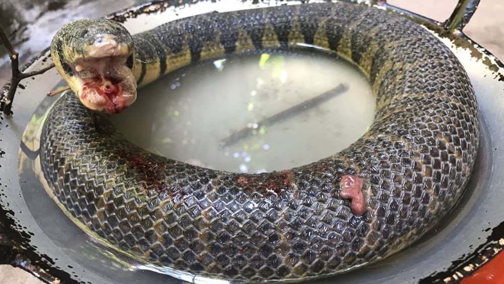 Súp rắn - món ăn sưởi ấm ngày đông buốt giá 4