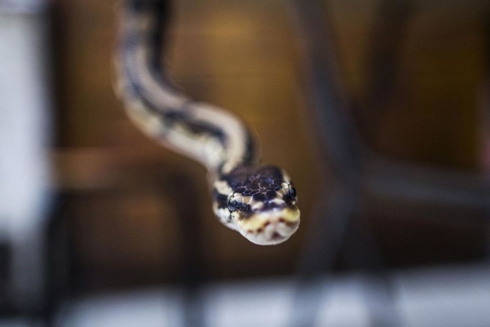 Súp rắn - món ăn sưởi ấm ngày đông buốt giá 6