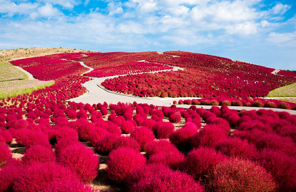 Lịch ngắm lá đỏ mùa thu Nhật Bản 2022 3