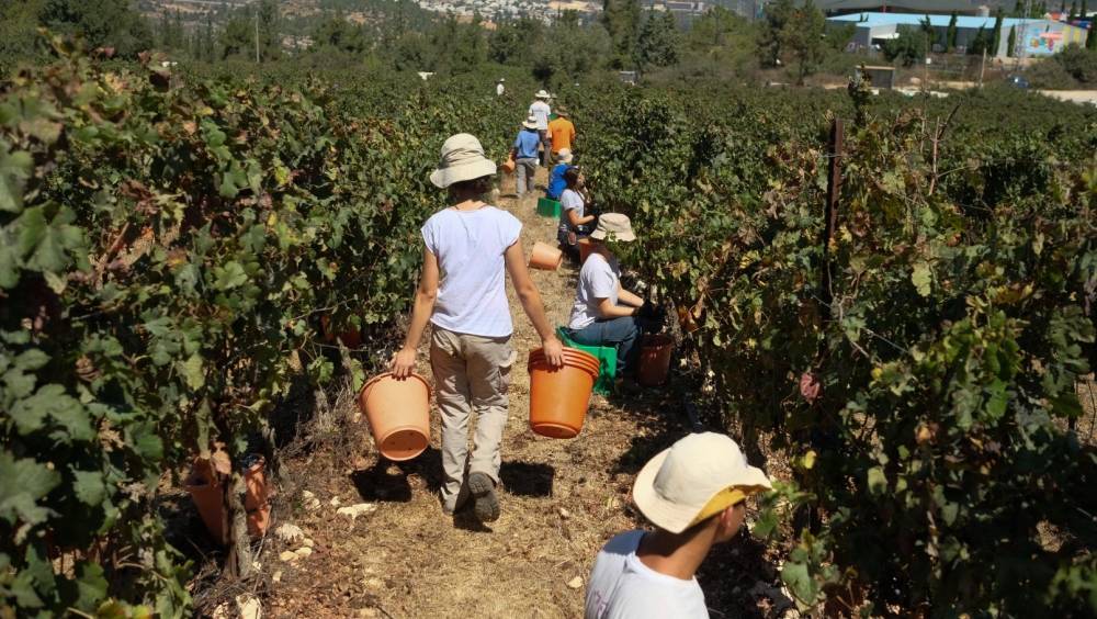 Trải nghiệm mô hình du lịch nông nghiệp độc đáo của Israel 6