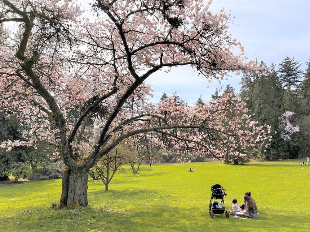 Vancouver bừng sáng sắc hoa anh đào nở ảnh 1