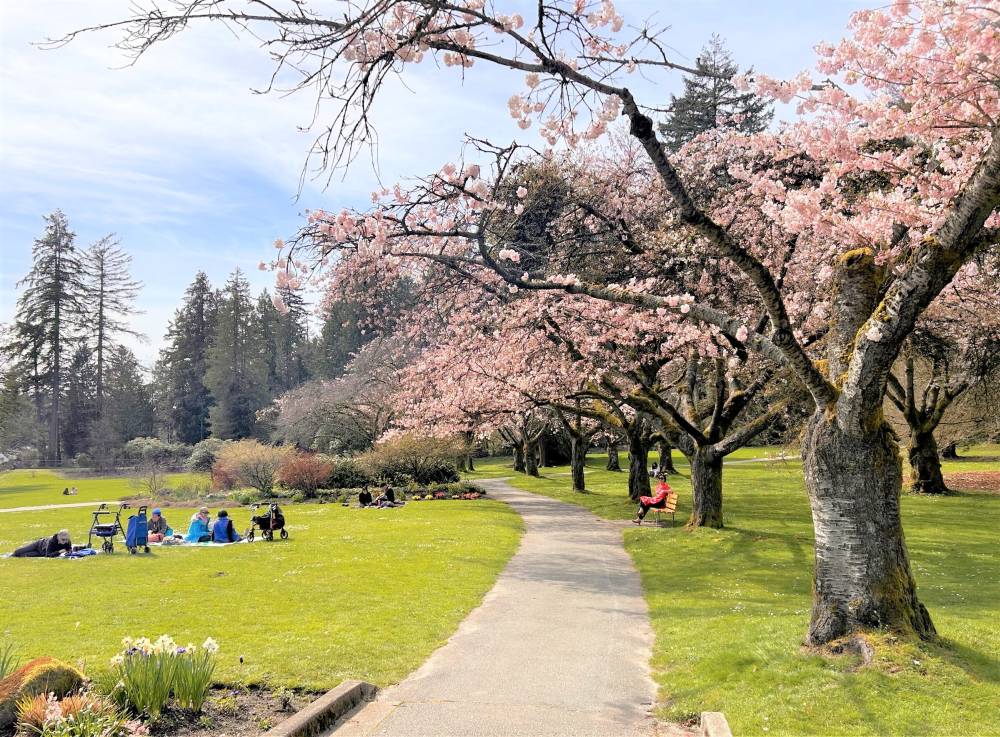 Vancouver bừng sáng sắc hoa anh đào nở ảnh 2