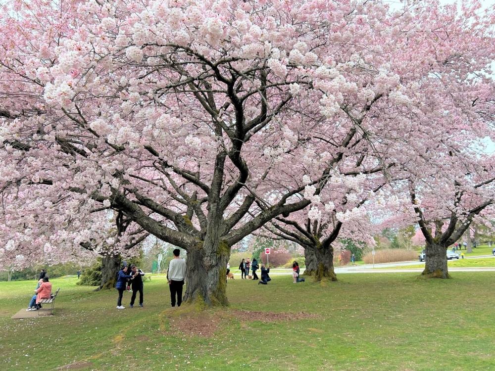 Vancouver bừng sáng sắc hoa anh đào nở ảnh 4