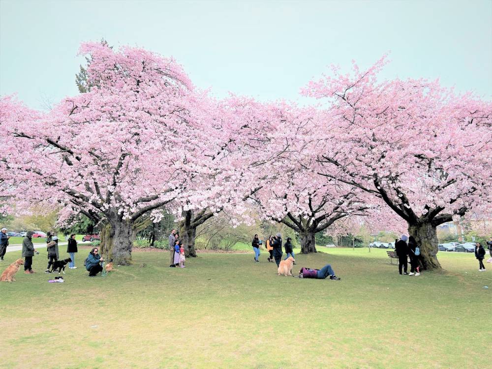Vancouver bừng sáng sắc hoa anh đào nở ảnh 5