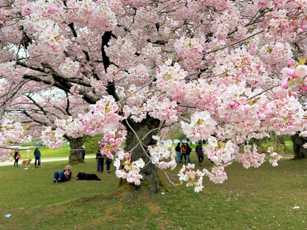 Vancouver bừng sáng sắc hoa anh đào nở ảnh 6