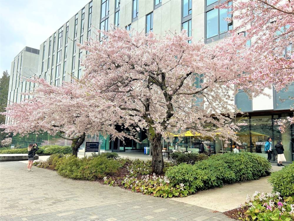 Vancouver bừng sáng sắc hoa anh đào nở ảnh 7