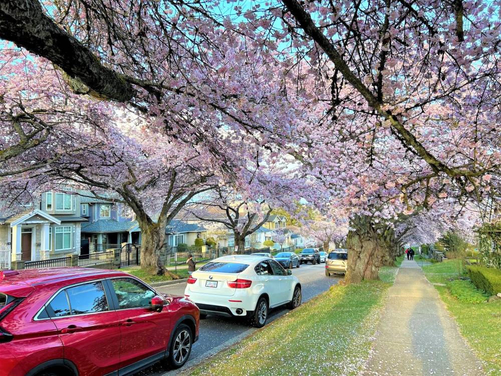 Vancouver bừng sáng sắc hoa anh đào nở ảnh 9