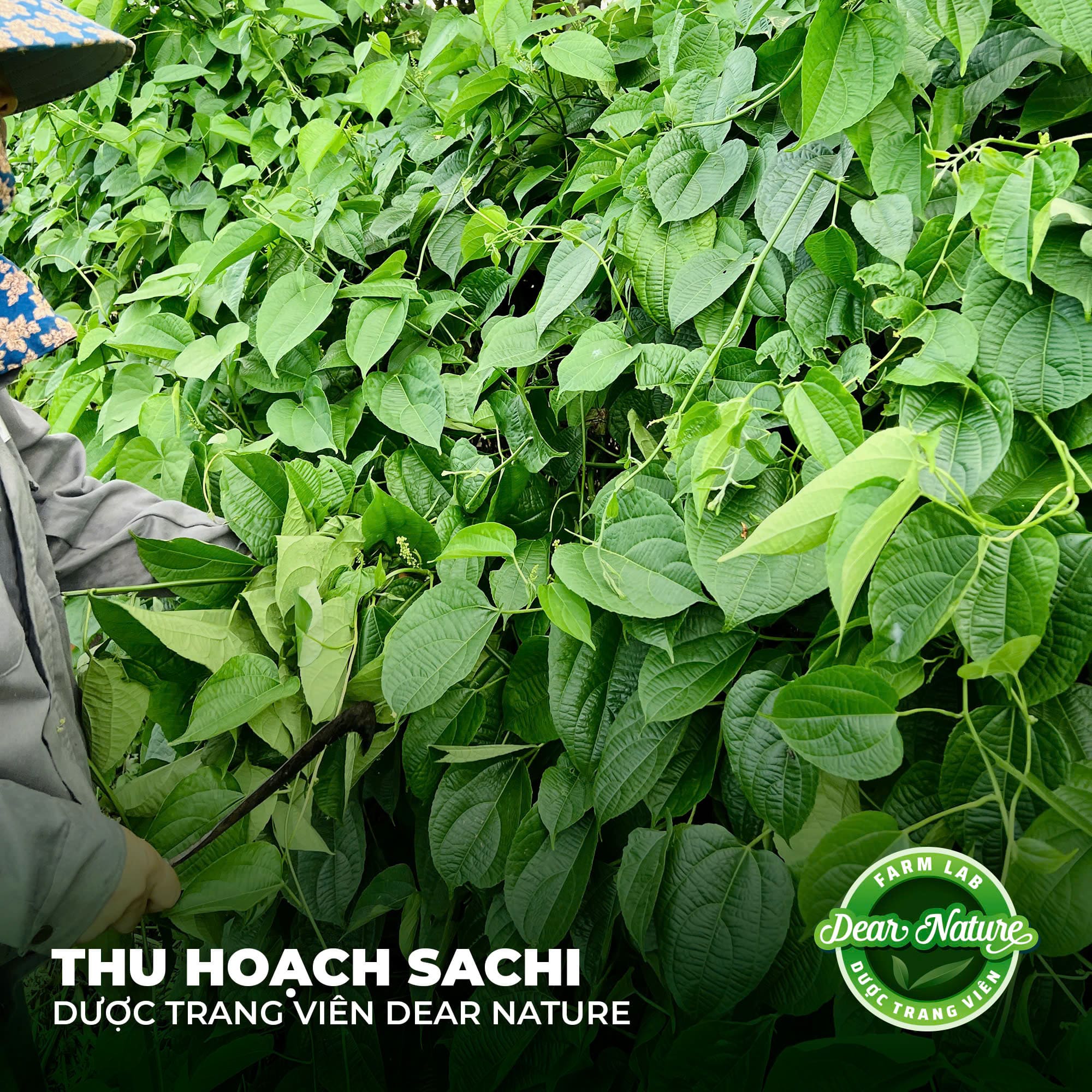 Búp Sachi non - nguồn dược liệu quý được Dear Nature khai phá và sử dụng