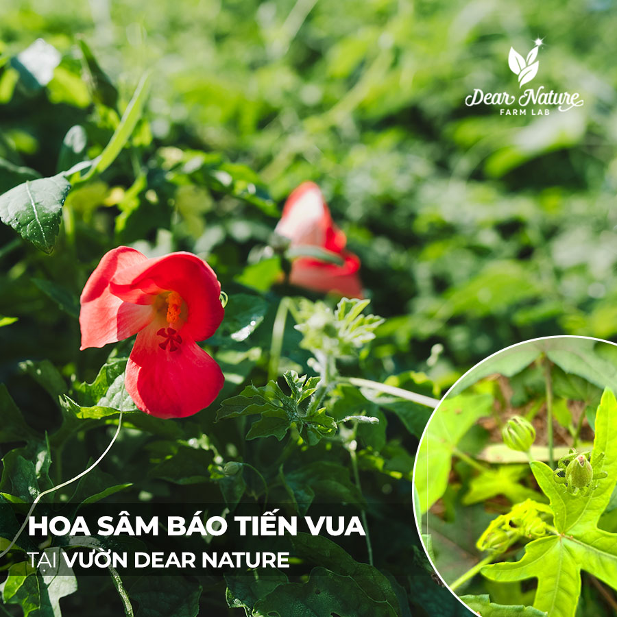 Cận cảnh vẻ đẹp của hoa Sâm Báo Tiến Vua tại vườn Dear Nature